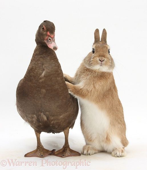 Chocolate Muscovy Duck and Netherland Dwarf-cross rabbit, Peter
