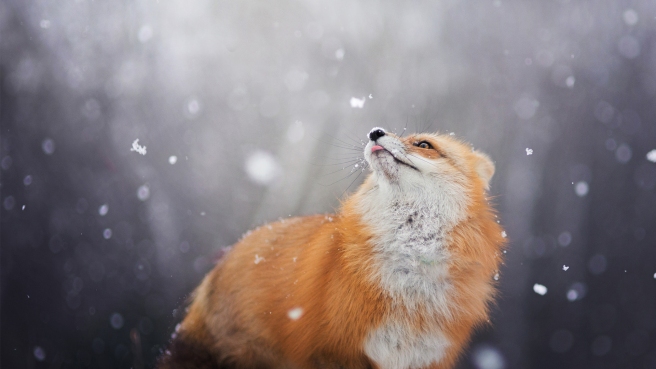 500px_blog_snow_animals.jpg